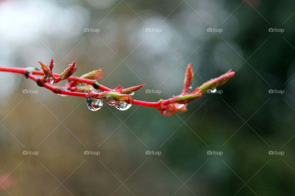 Closeup of my coral Japanese maple just beginning to bud its bright green leaves. The water droplets from a light spring rain reflect the branch and the pine tree behind. 