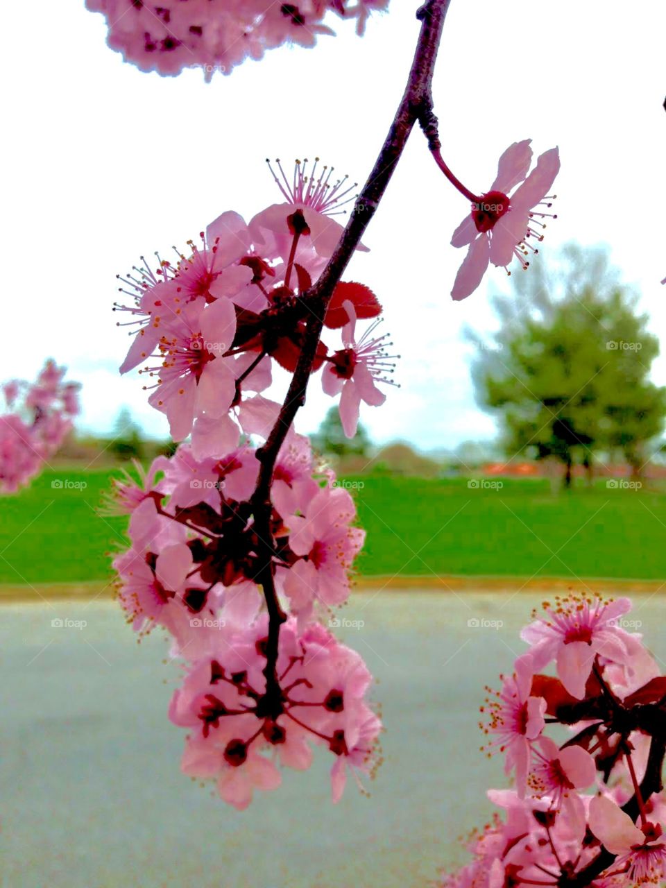 Springtime tree blooming