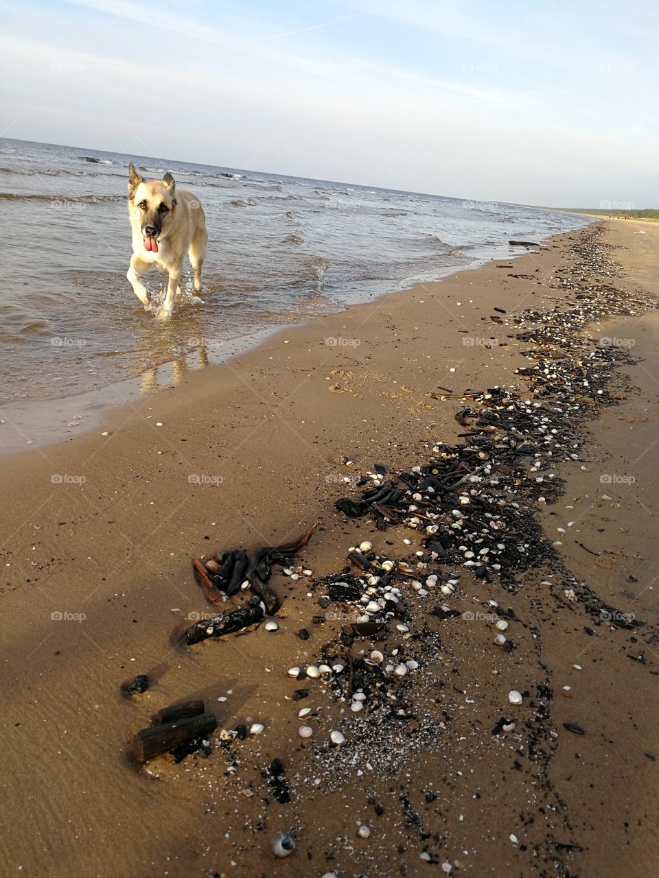 Running dog by the seaside