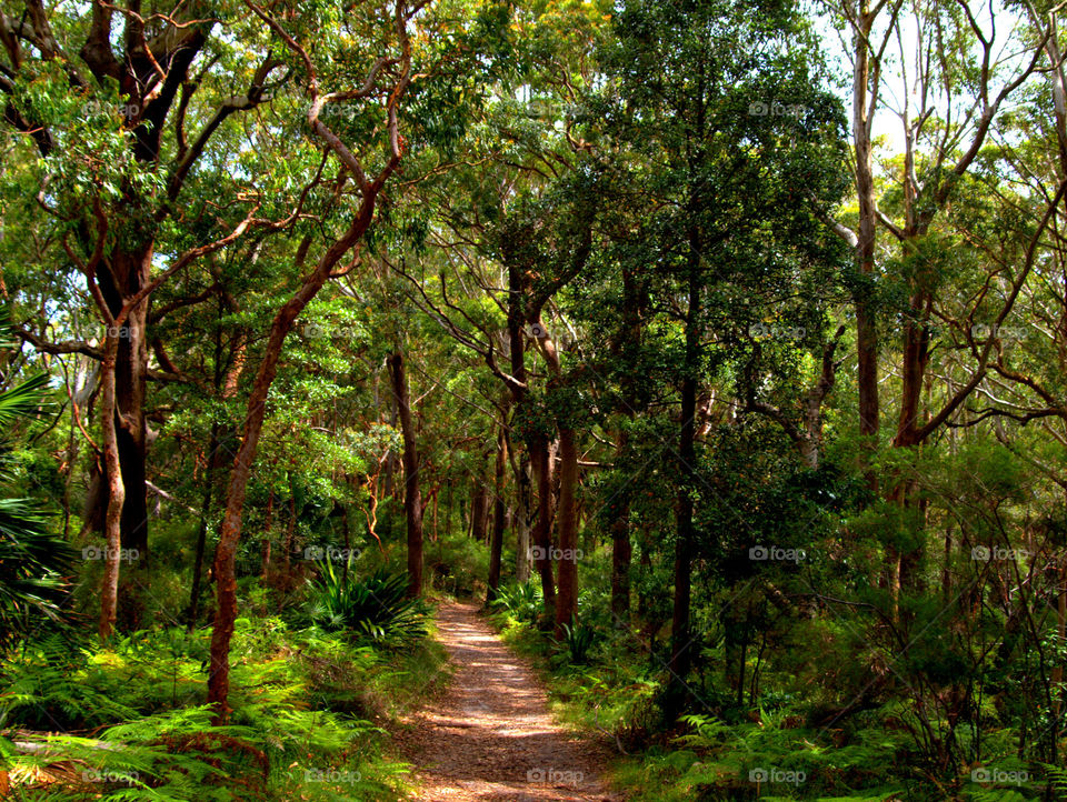 forest in the royal national park, Australia