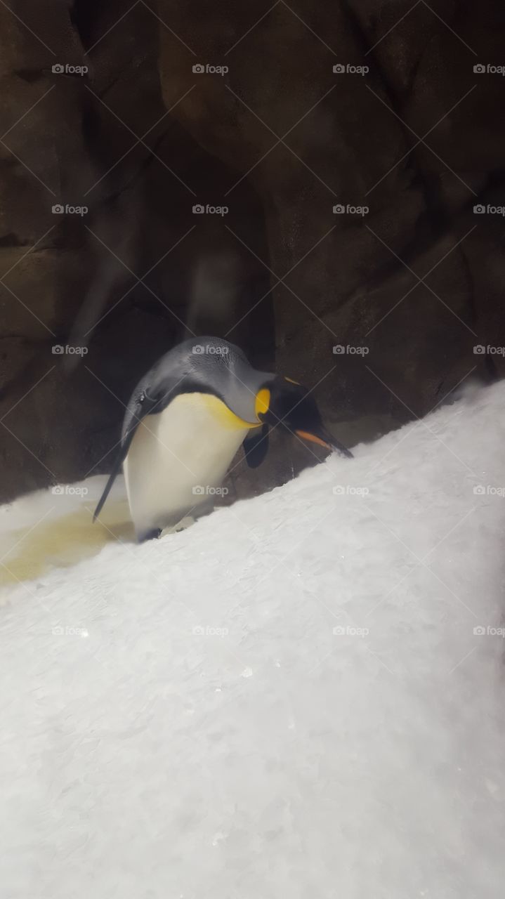 penguin