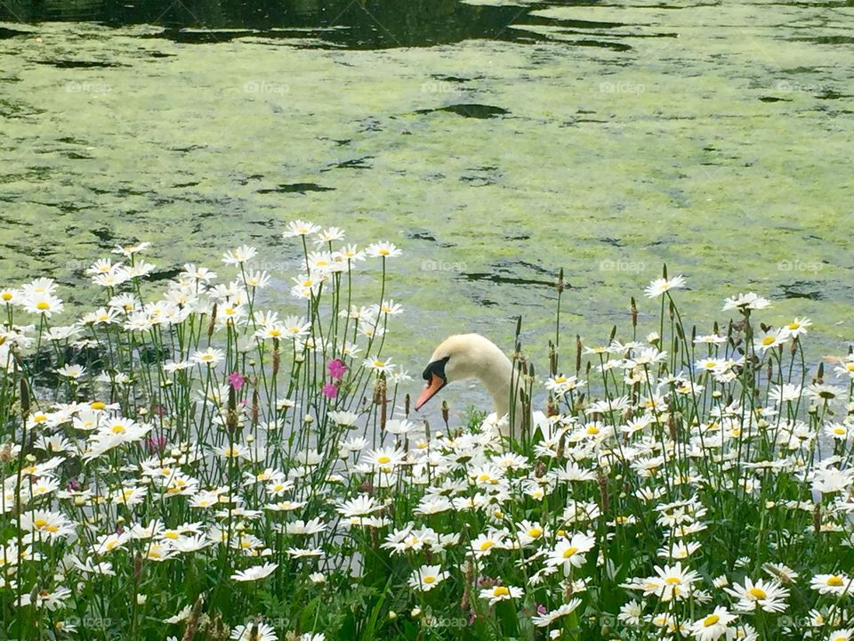 Swan, St. James's Park, London