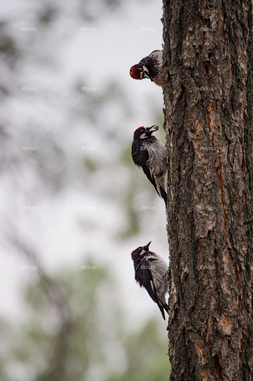 Three acorn woodpecker perched on the tree trunk 