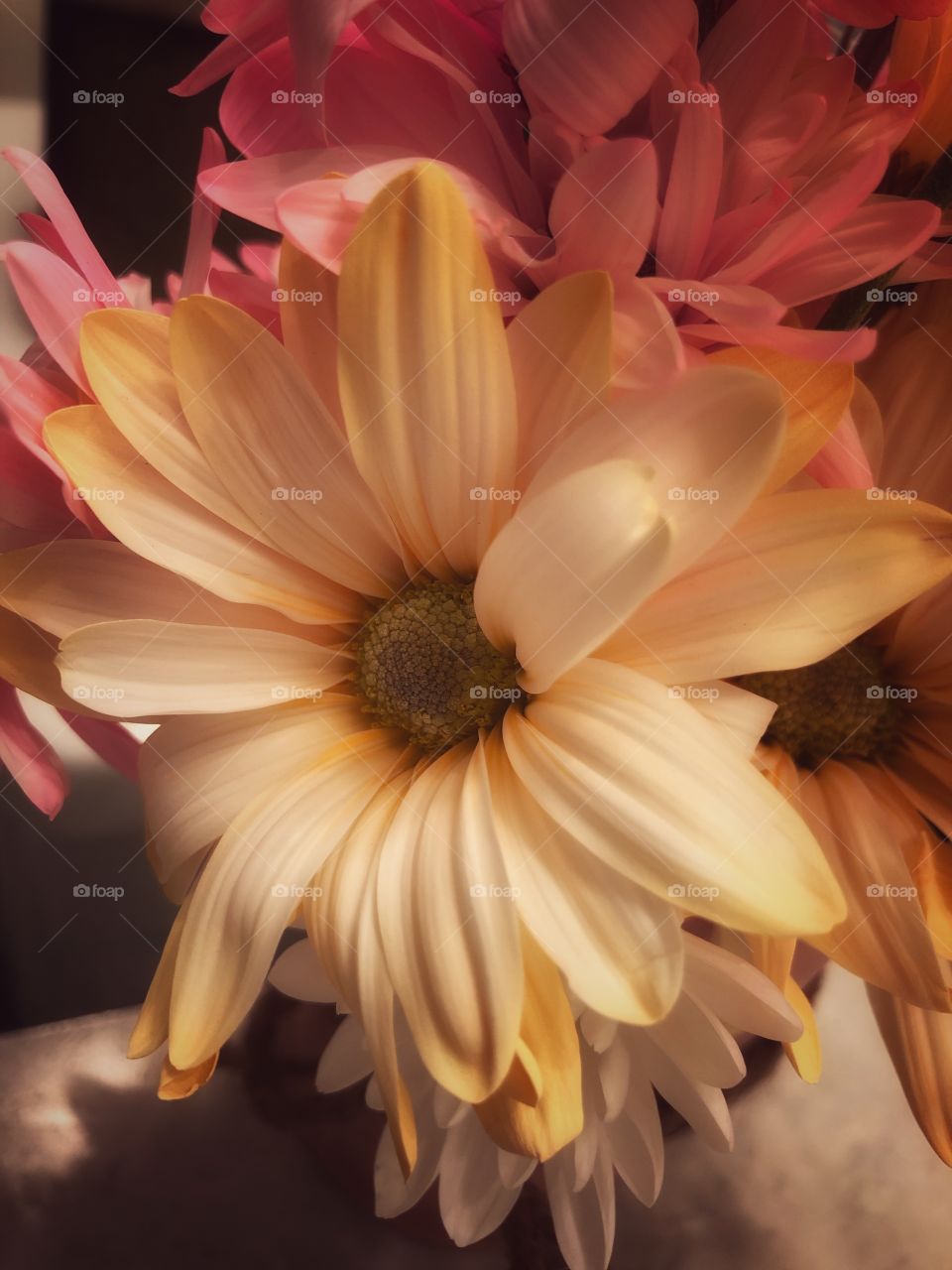 Soft Yellow Daisy flower 