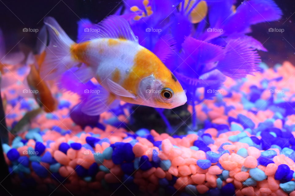 A patchy gold fish is set agains neon orange and purple/ blue fish tank decor. 