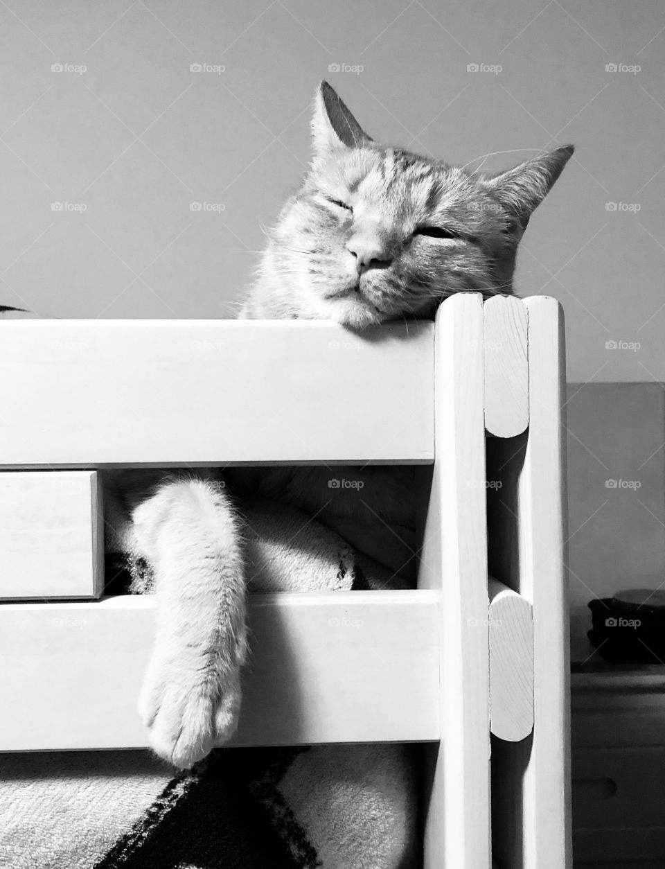 Cat asleep on bed rail