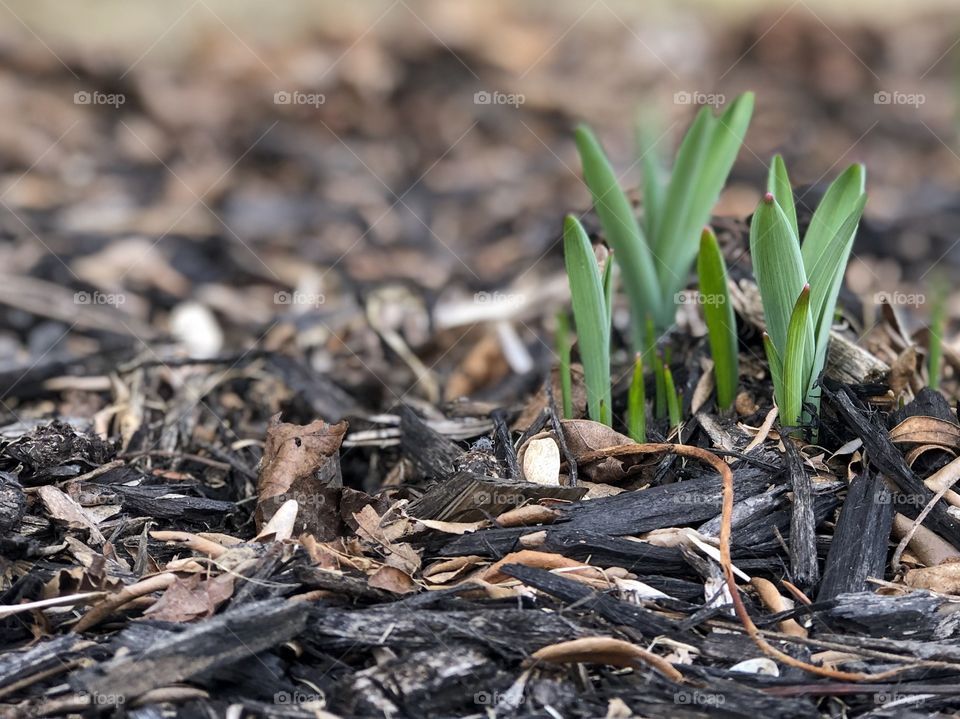 Sprouting alliums in black mulch. One of the first true signs of spring, a little green sprout.