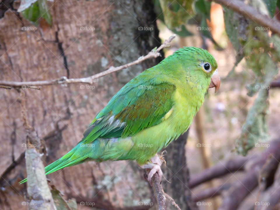 parrot in central america