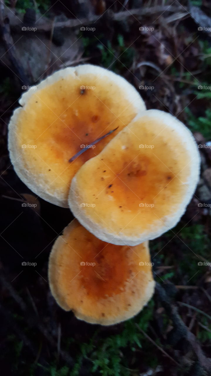 fungi