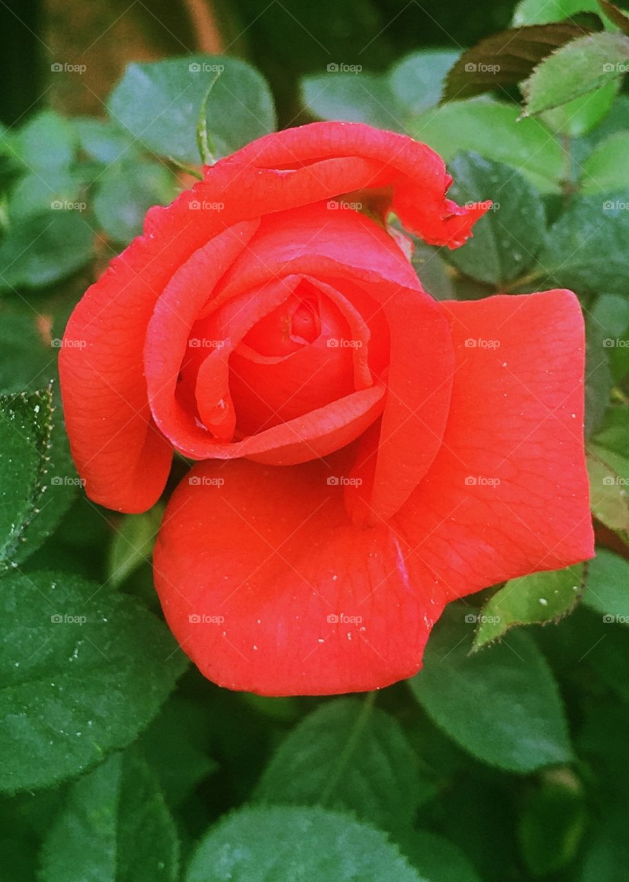 Red rose 