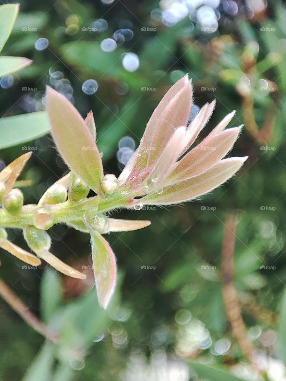 Bottle brush leaves