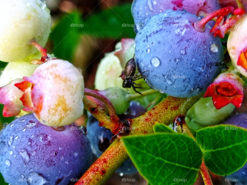 a black spider on a blueberry berry.