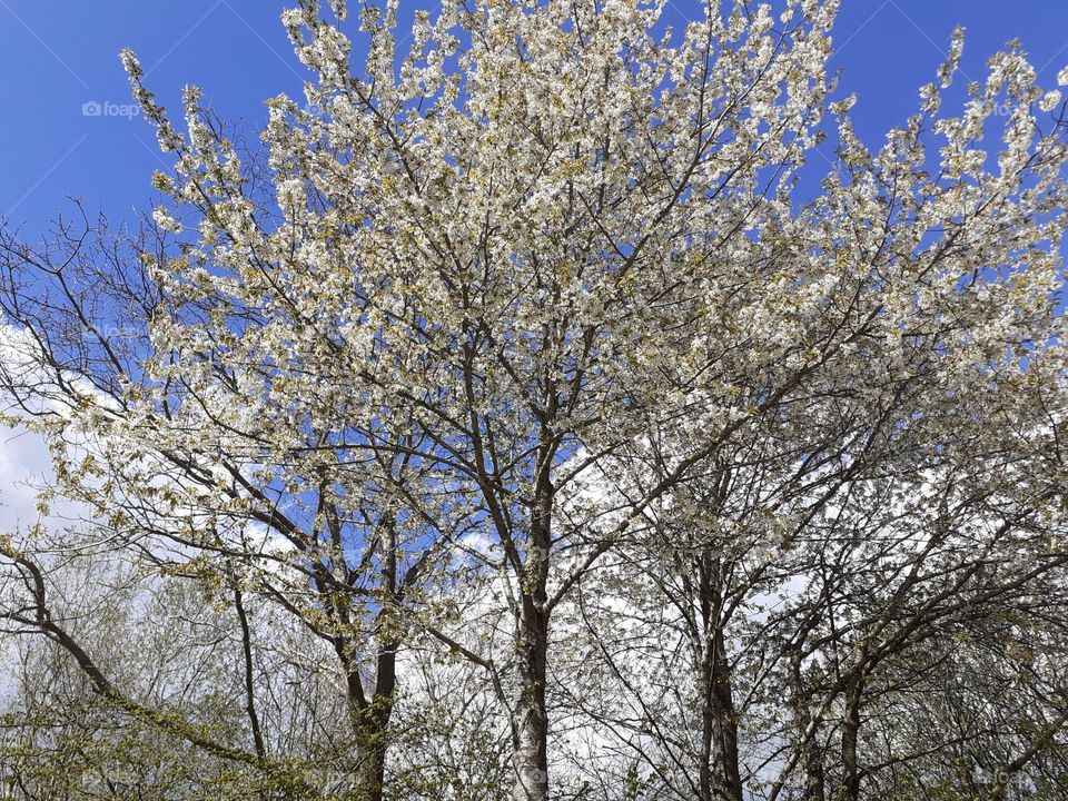 spring has arrived and the trees are blooming