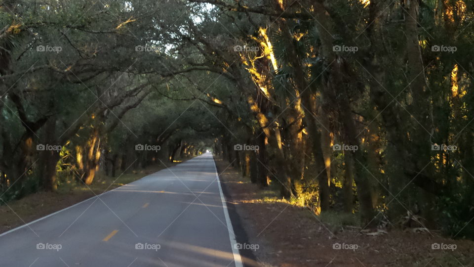 Tree arch