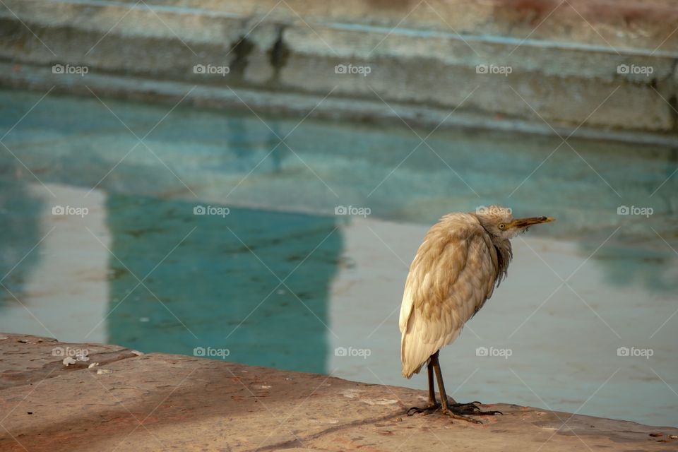 Bird at Taj Mahal 