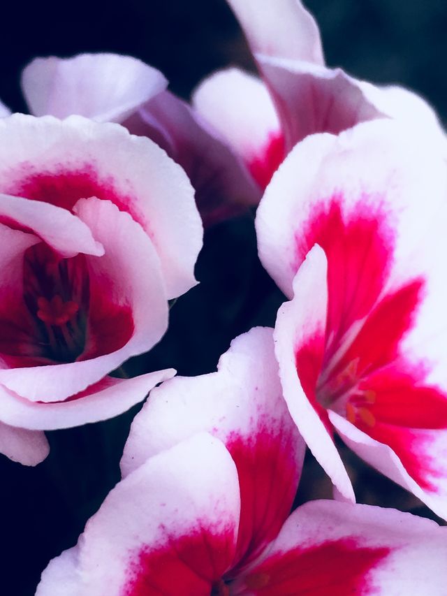 Fiori 