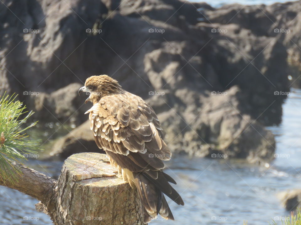 Black kite