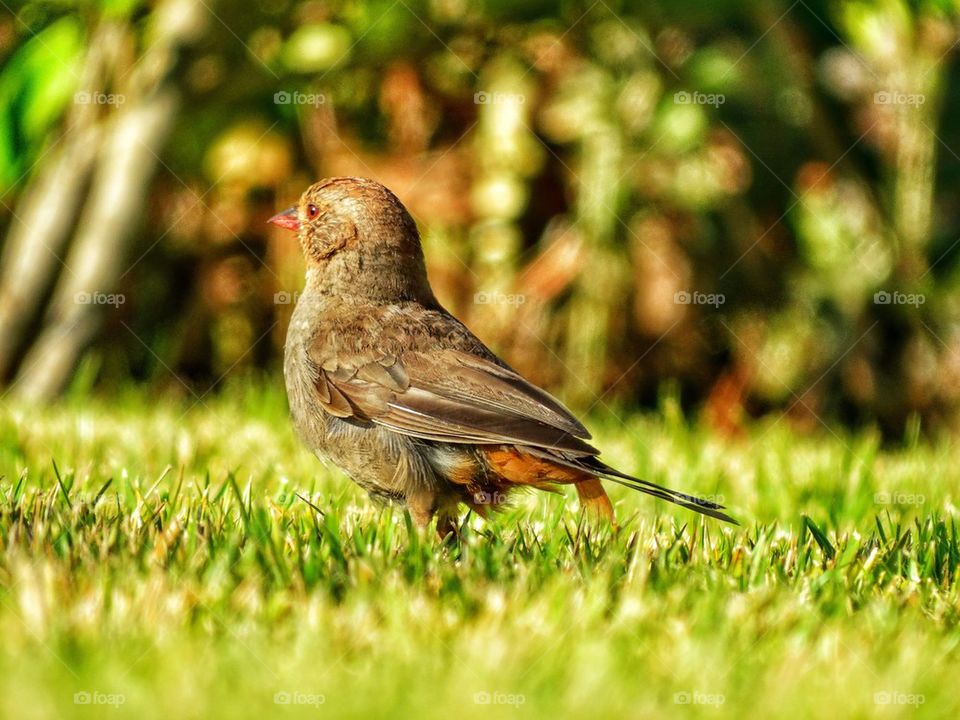 Western Sparrow
