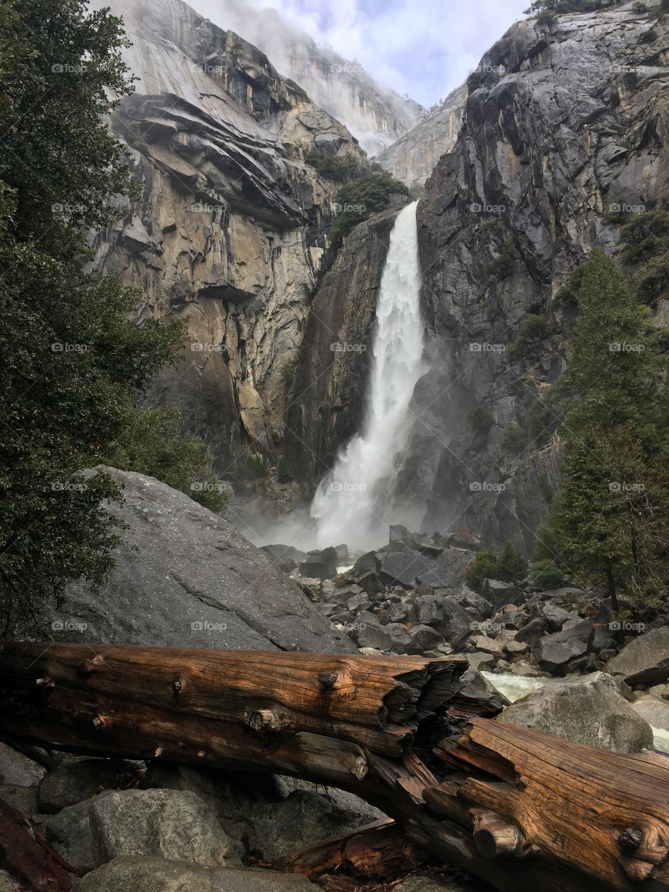 Beautiful waterfall with a fallen tree draped in the foreground in Yosemite!