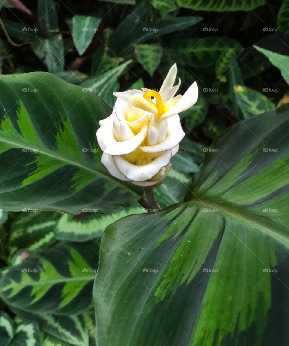 At Hawaii Tropical Botanical Garden