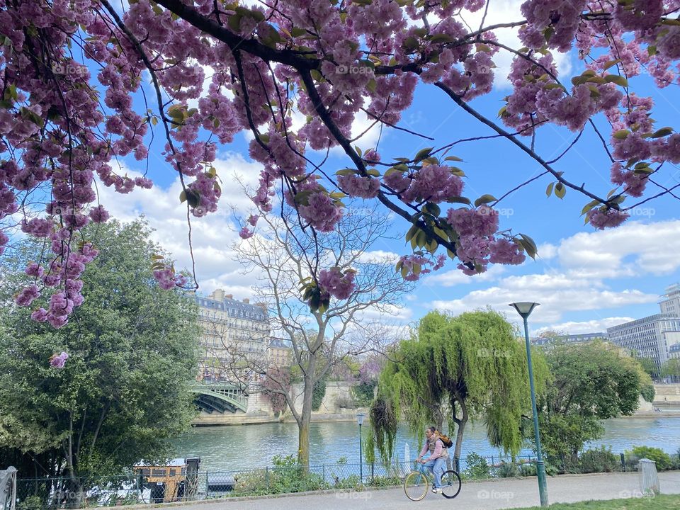  Cherry blossoms along the seine - river in Paris, France 