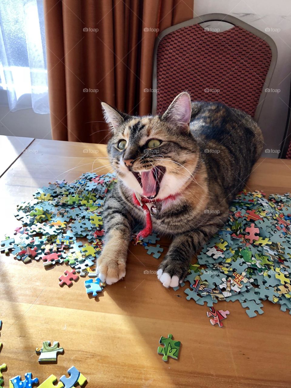 Phoebe the torby yawns and ends up looking ecstatic about working on a puzzle