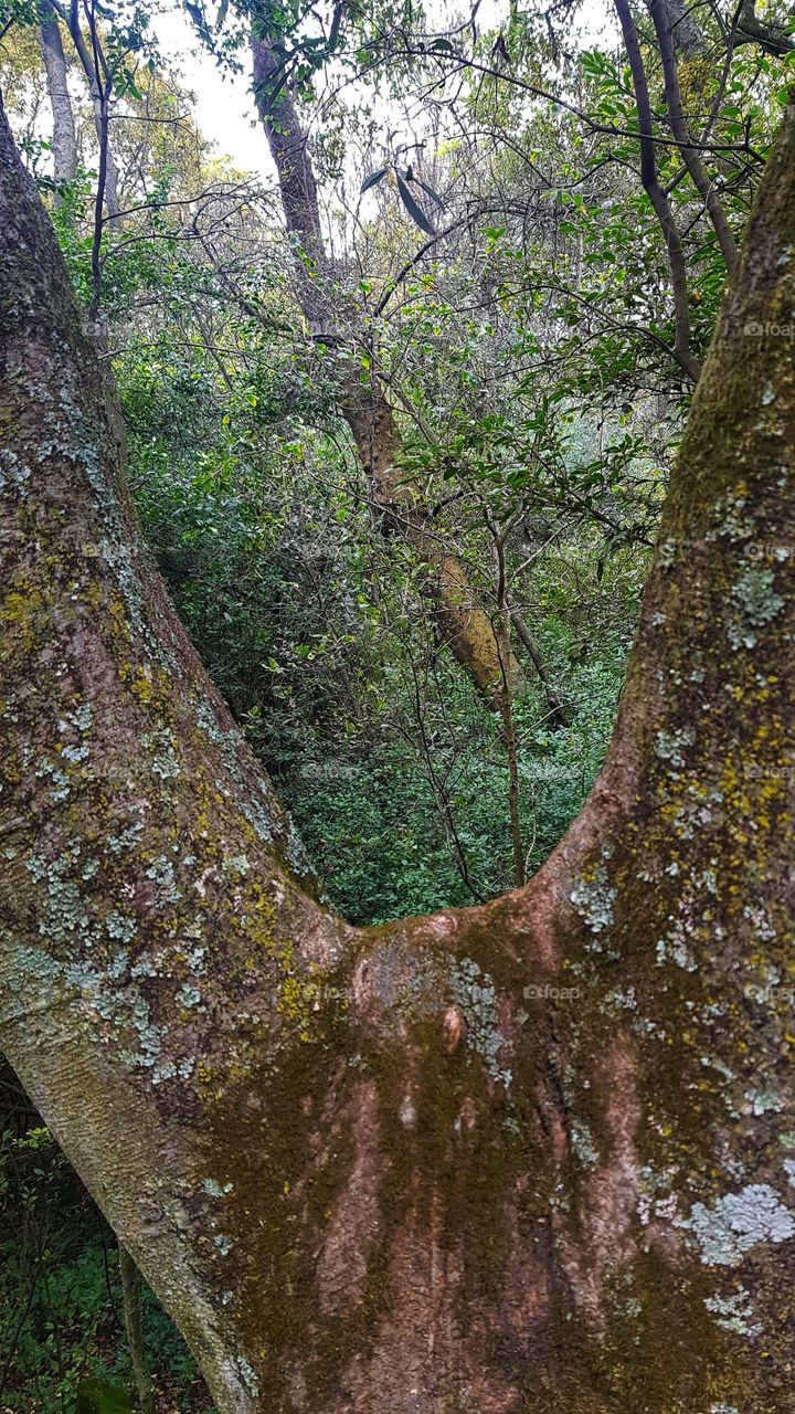 forest views through the trees