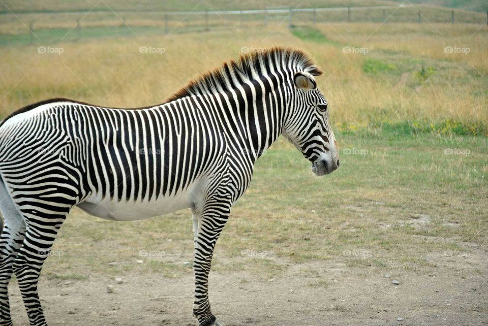 zebra