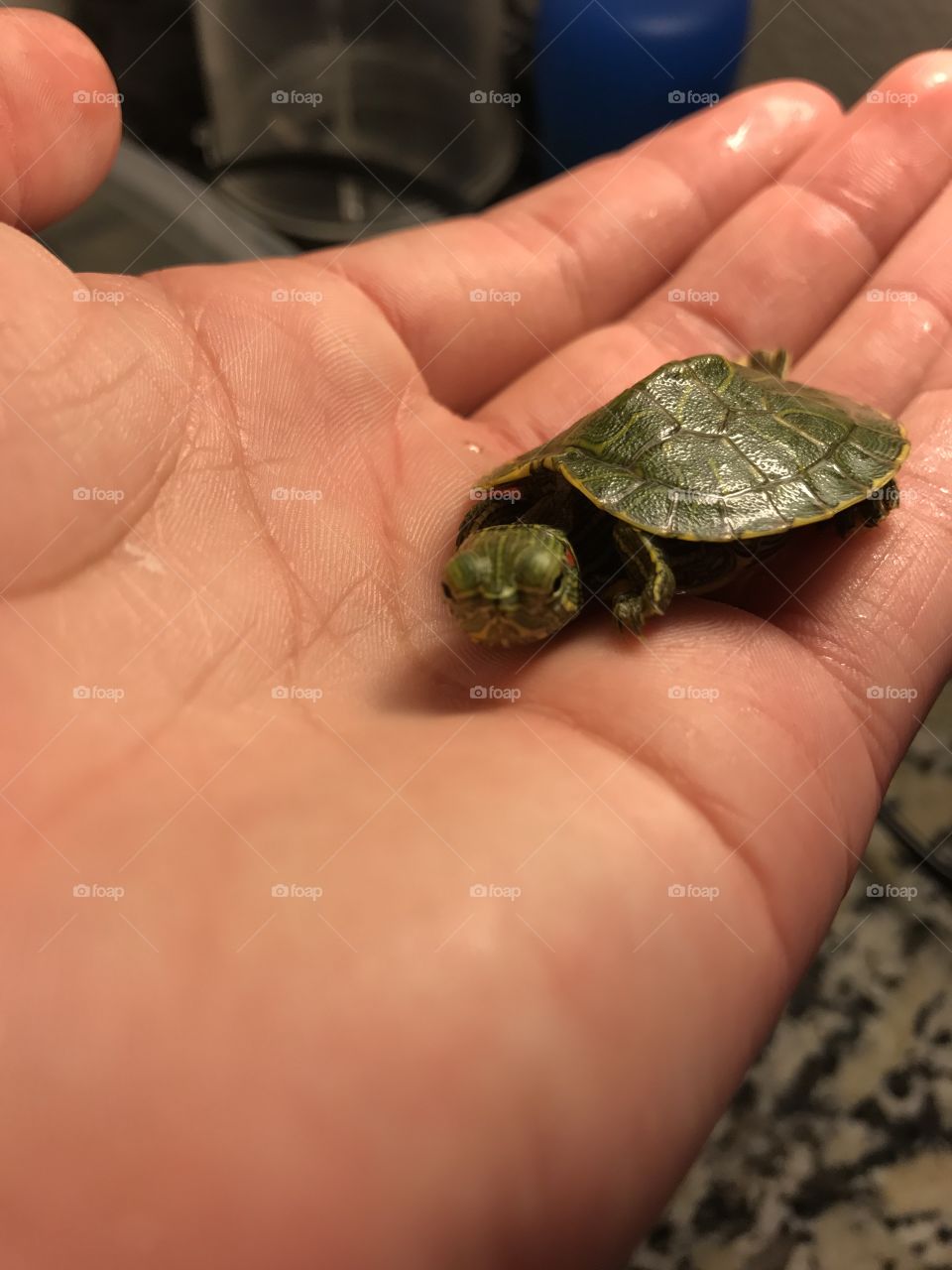 Up close turtle