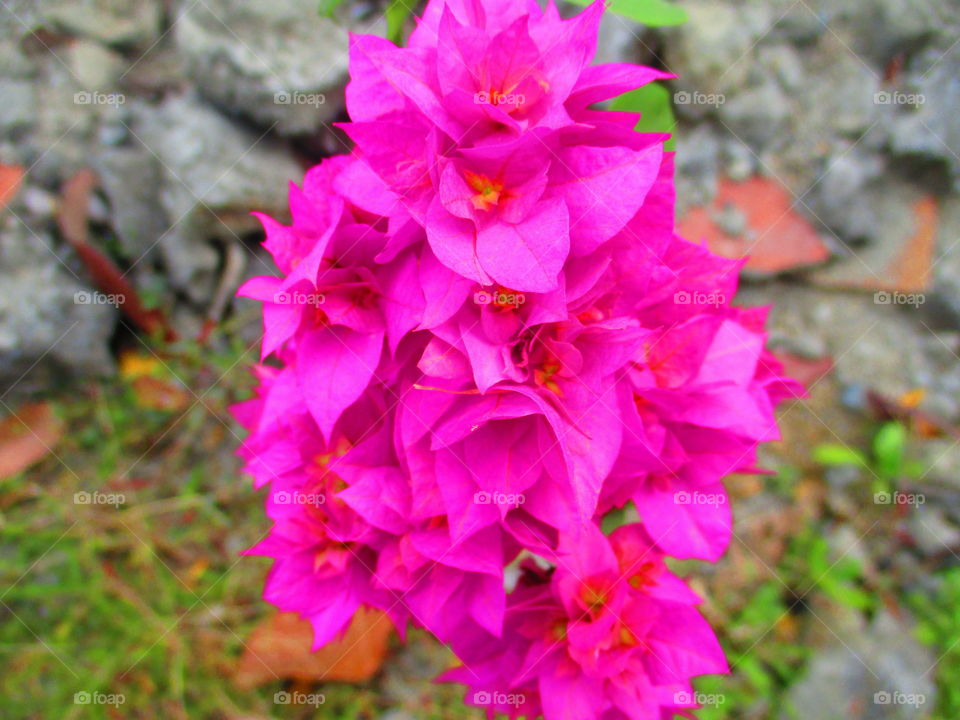 pink flower