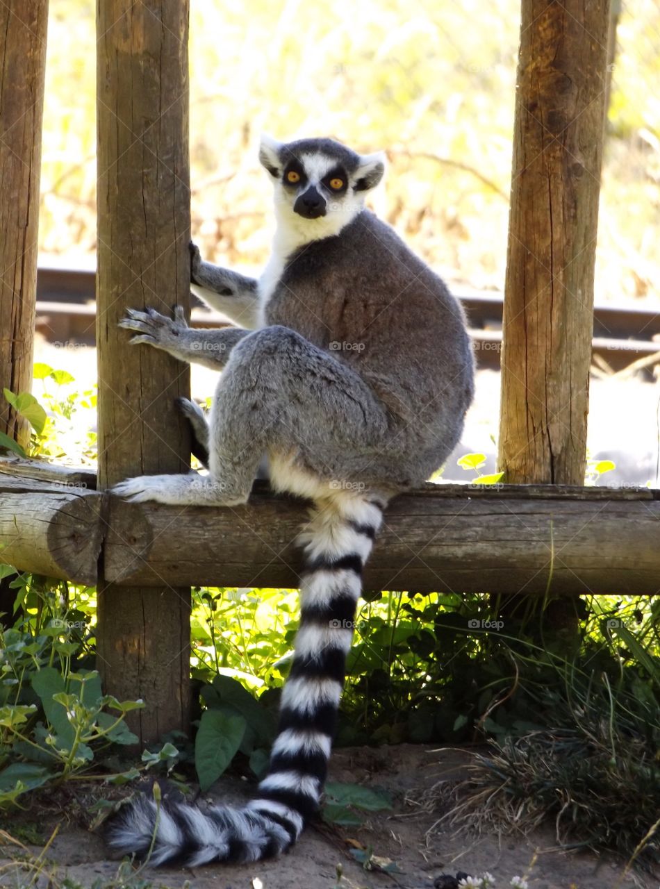lemur