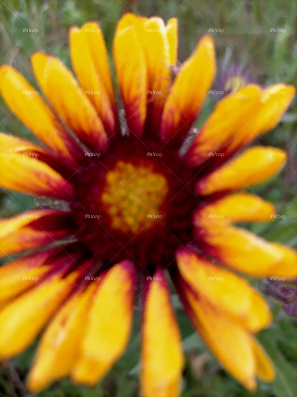 a sun on earth