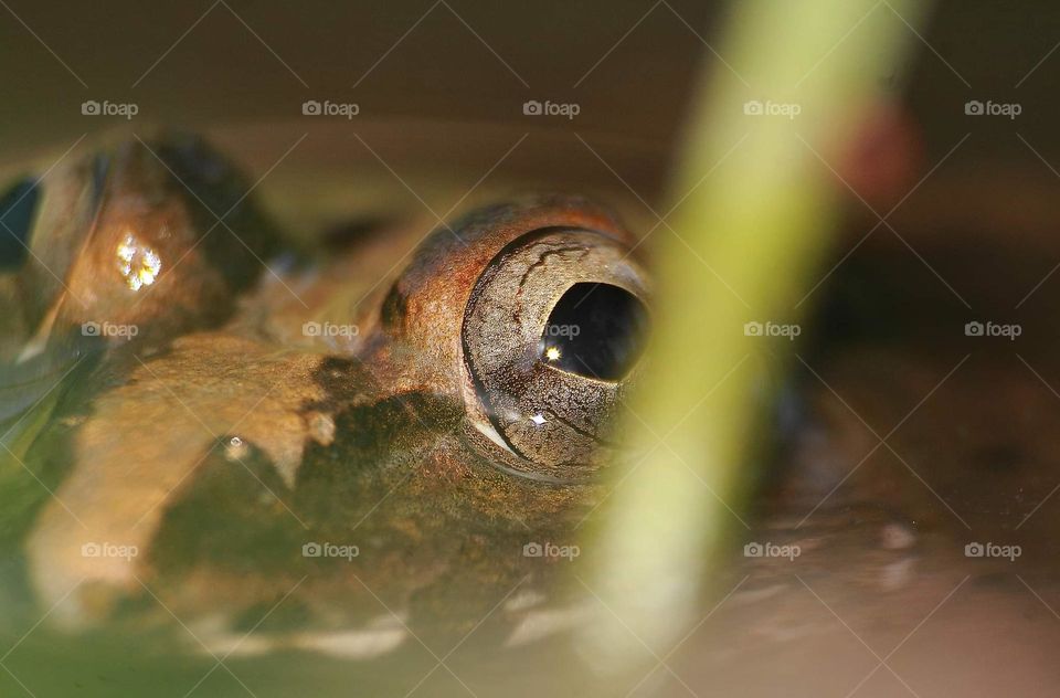 The frog's eye. Kindly species of Fejervarya , rice field frog, mud frog at the day of hot . The frog's calling to feel better into the water with mud as a floor of pound.