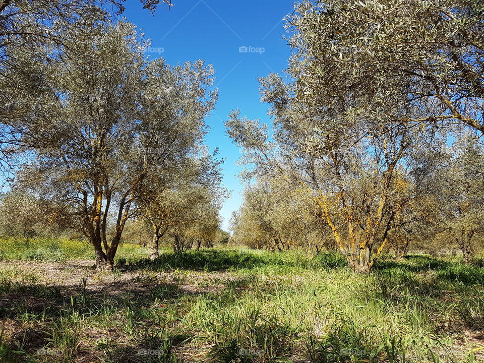 Olive trees