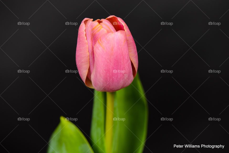 Flower, Nature, No Person, Tulip, Flora