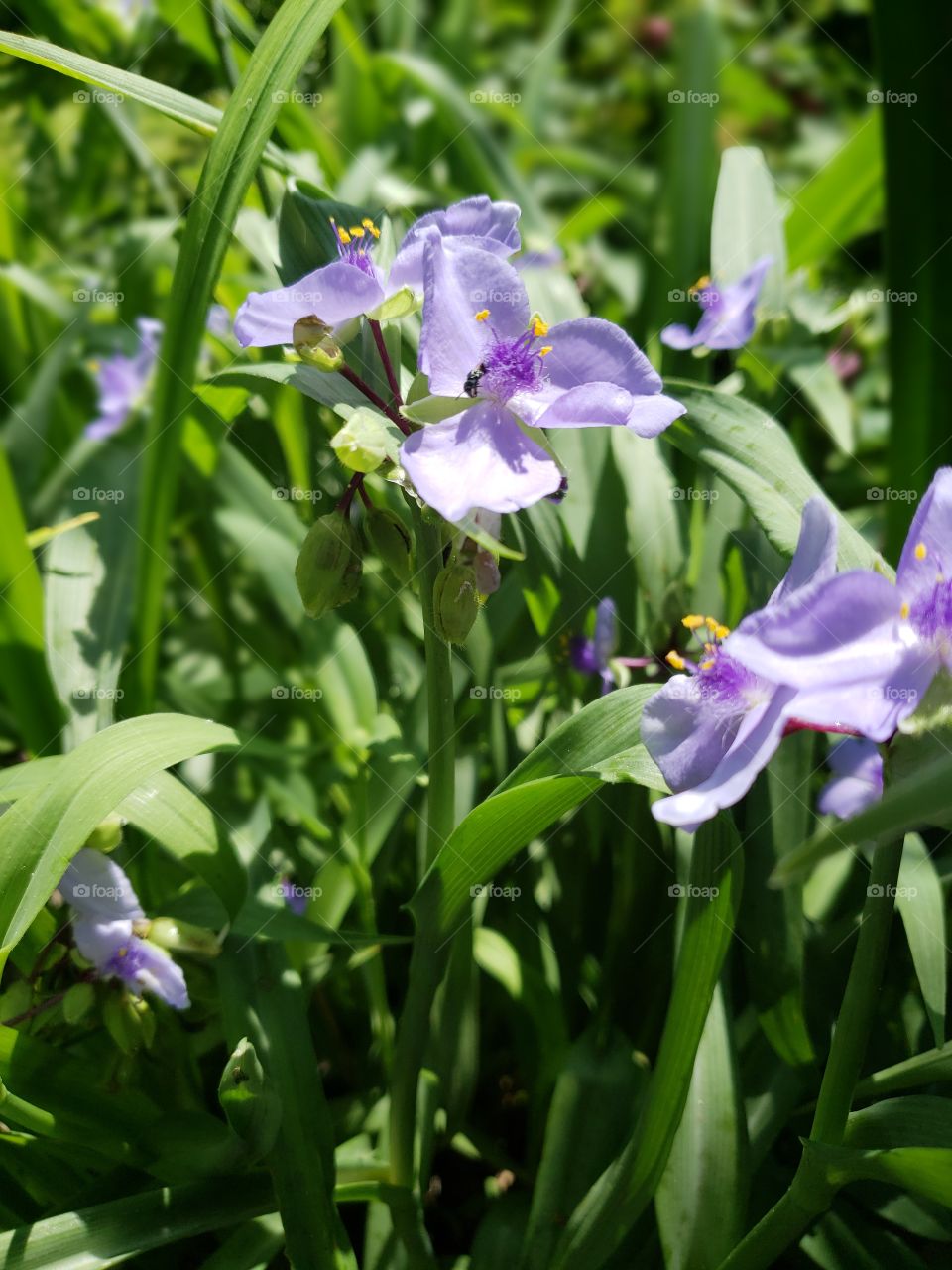 Purple blooms hidden in tall grass