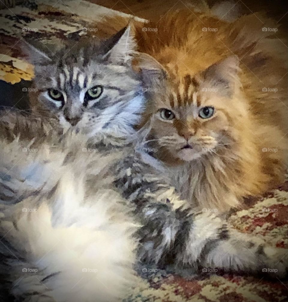 Maine coon brothers 