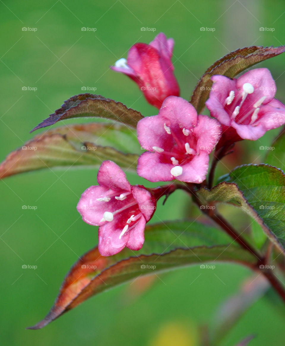 Pink flowers 