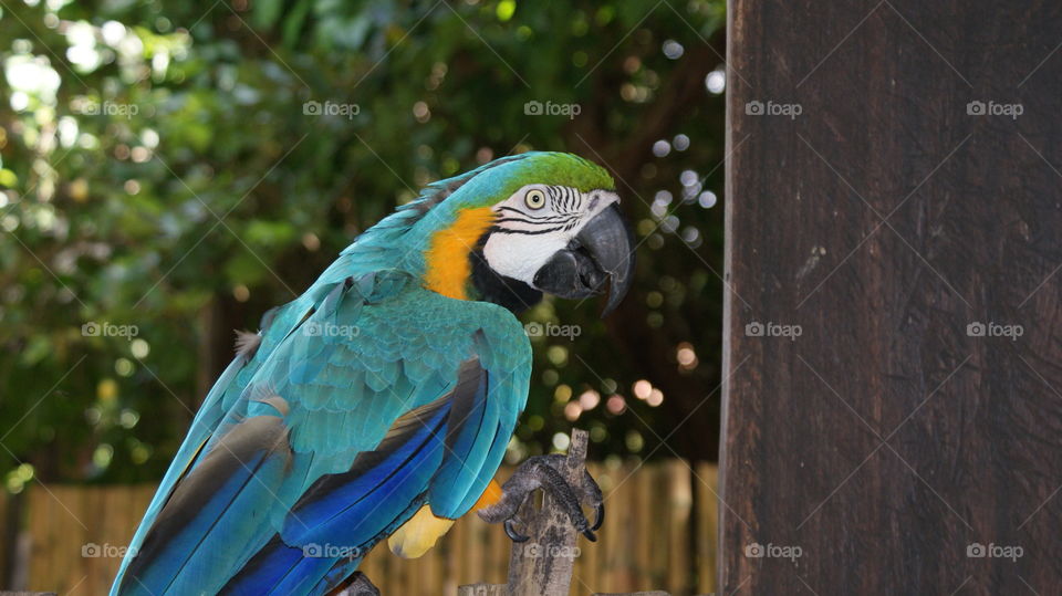 Close-up of parrot