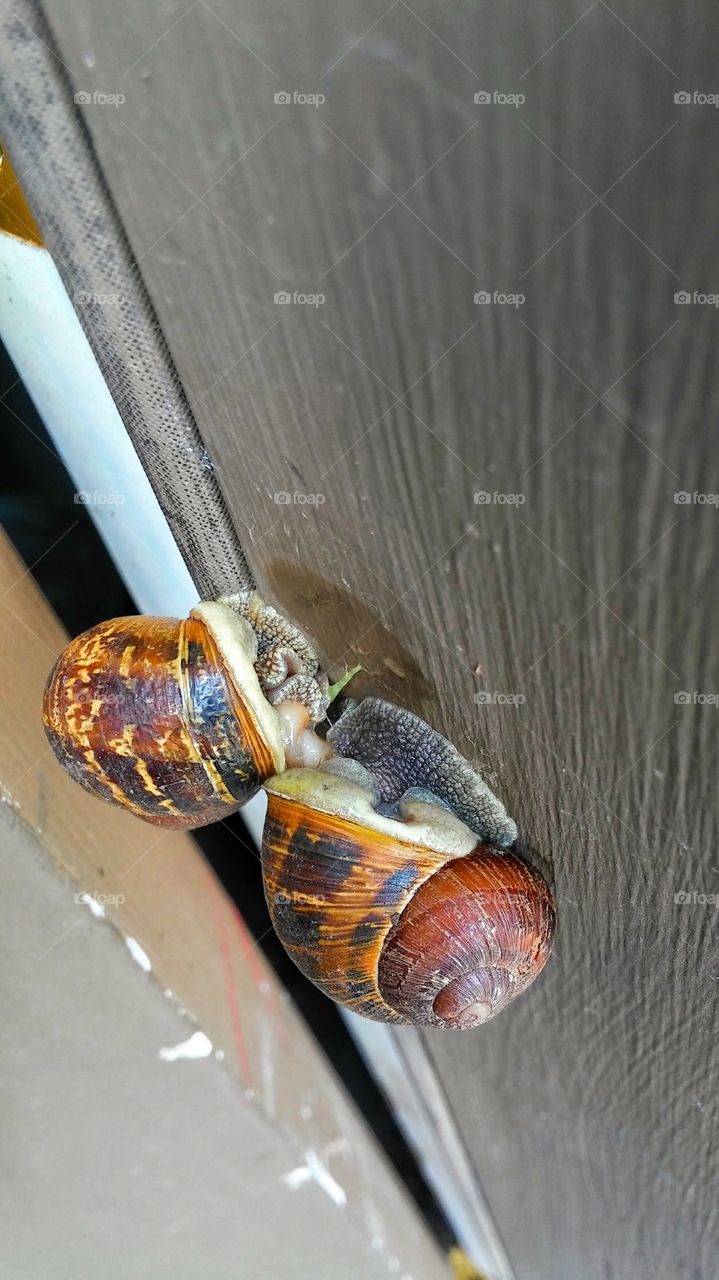 Nature....making Whoopie