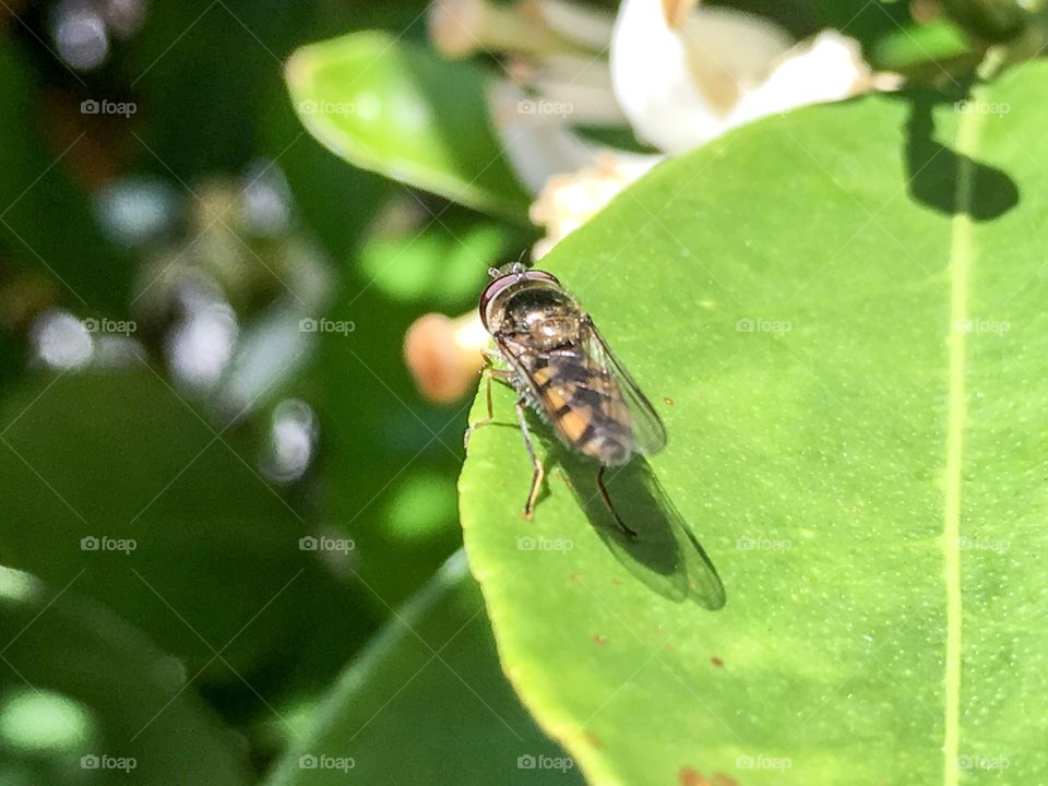 Close-up of bee on leaf