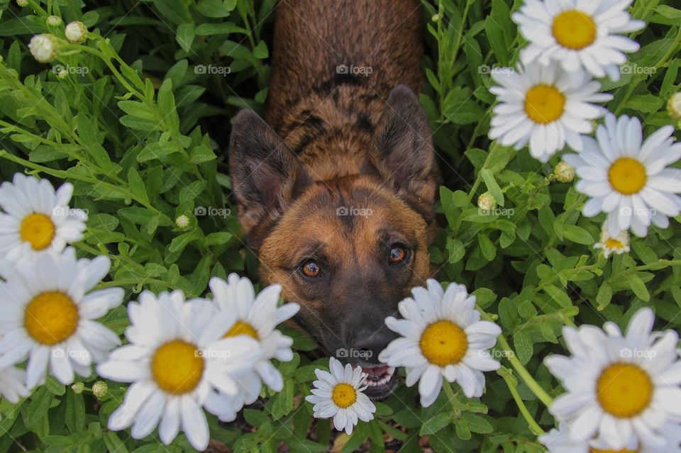 Dog with flowers