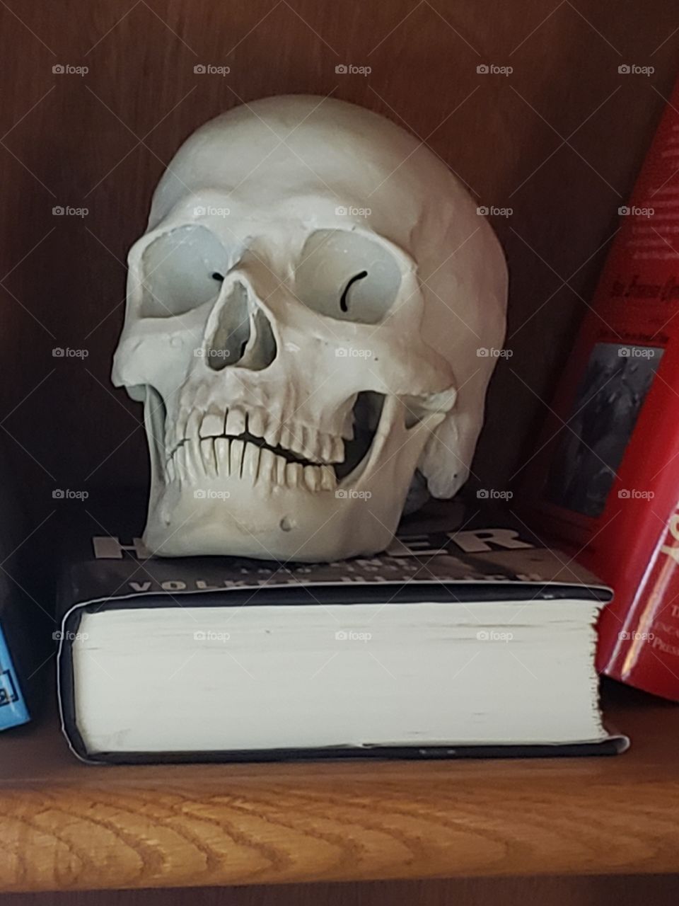 hamlet skull on book on bookshelf on display