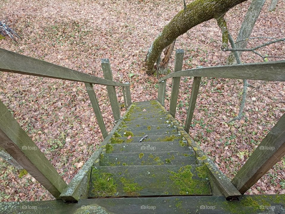Stairs in the forest