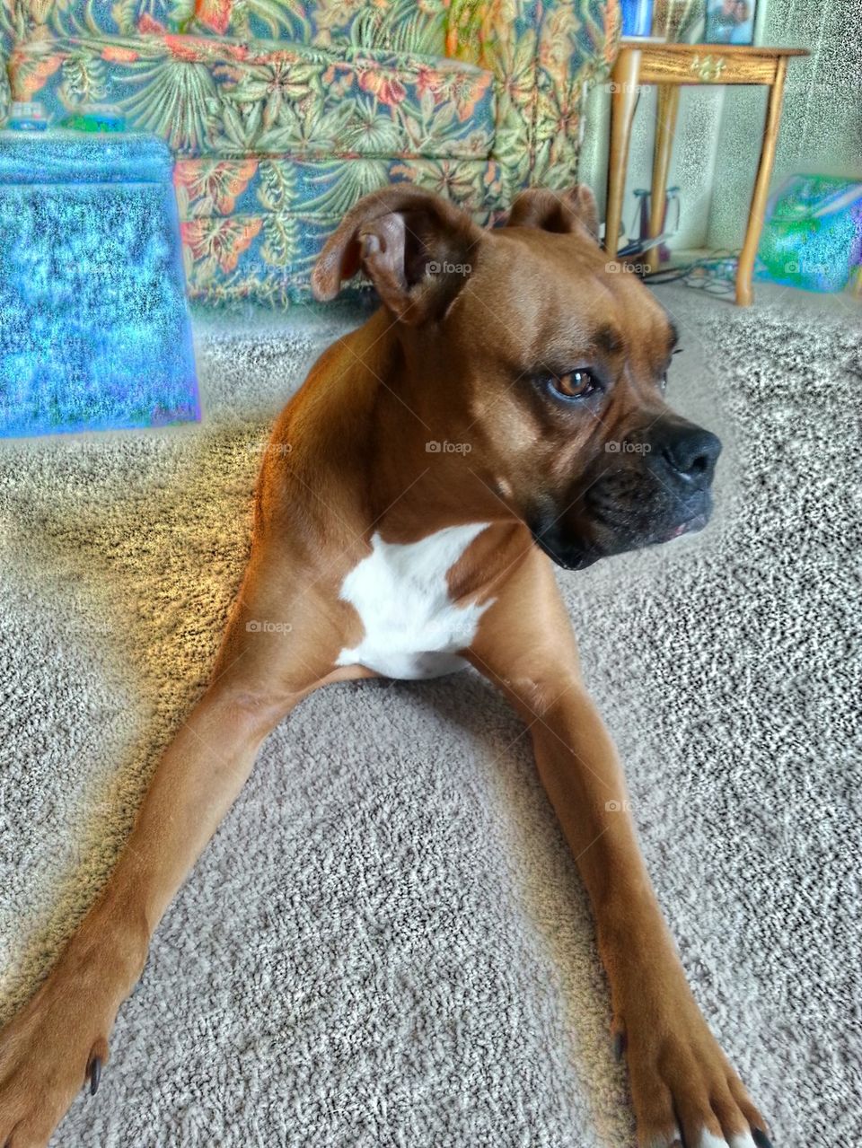 my boxer