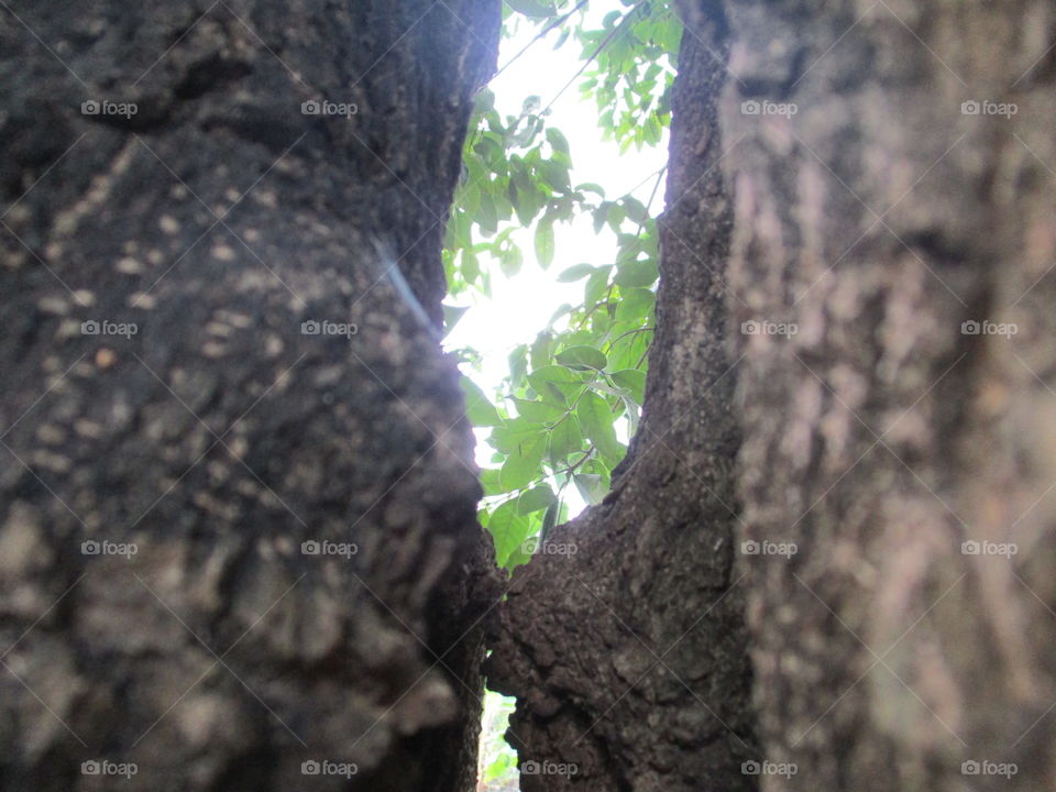 grey bark trees