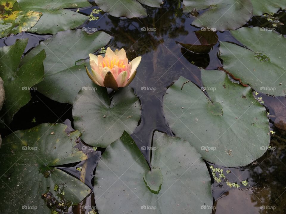 Lotus in a pond