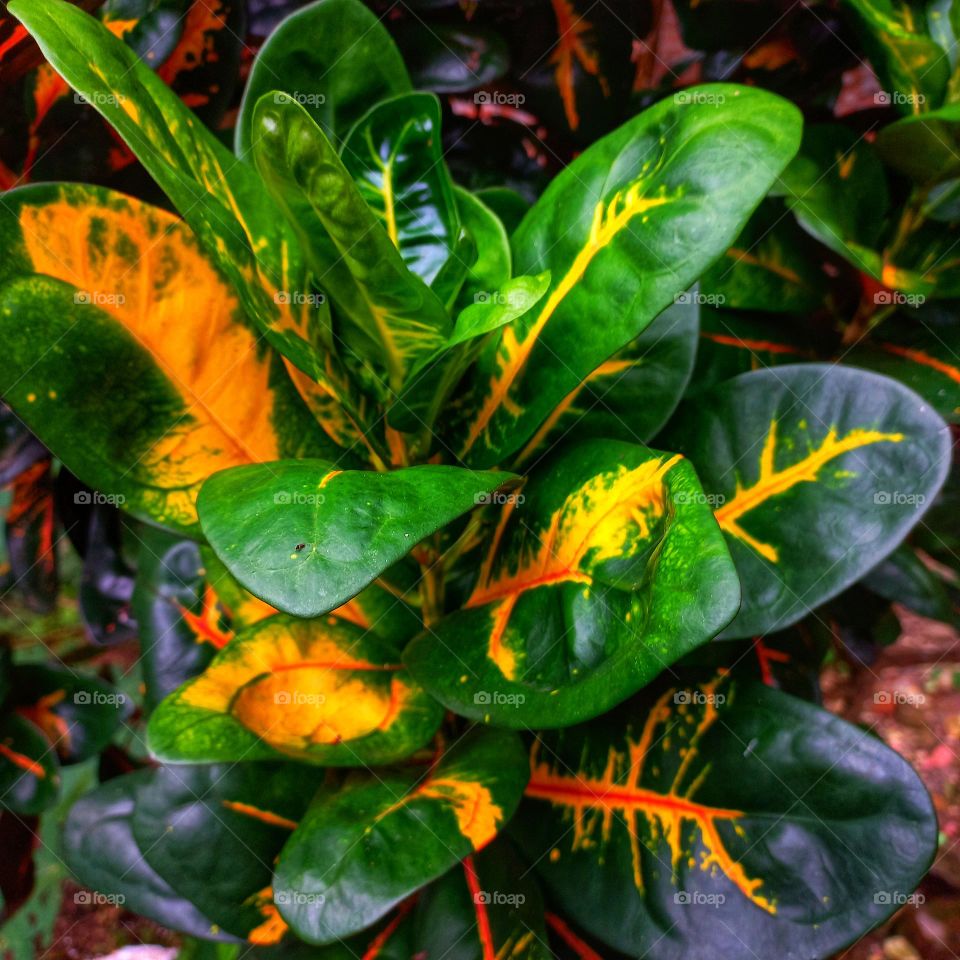 Codiaeum variegatum is a popular garden ornamental plant in the form of a shrub with very varied leaf shapes and colors