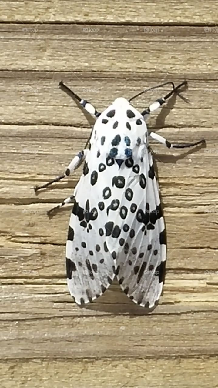 Leopard Moth