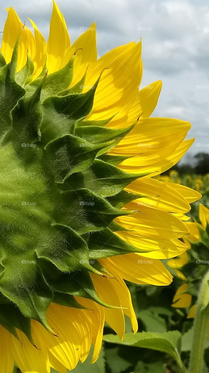Sunflower up close in field